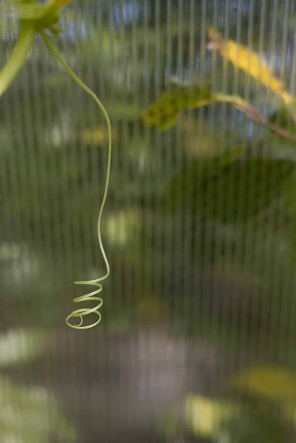 How to Effectively Use Clicker Training for a Dog with Hearing Impairments?