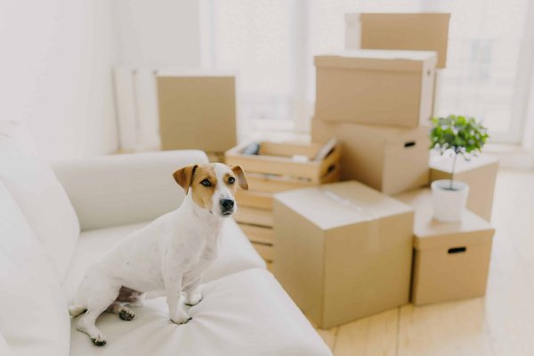 What Are the Most Comfortable Vegan Flats for All-Day Wear in the Office?